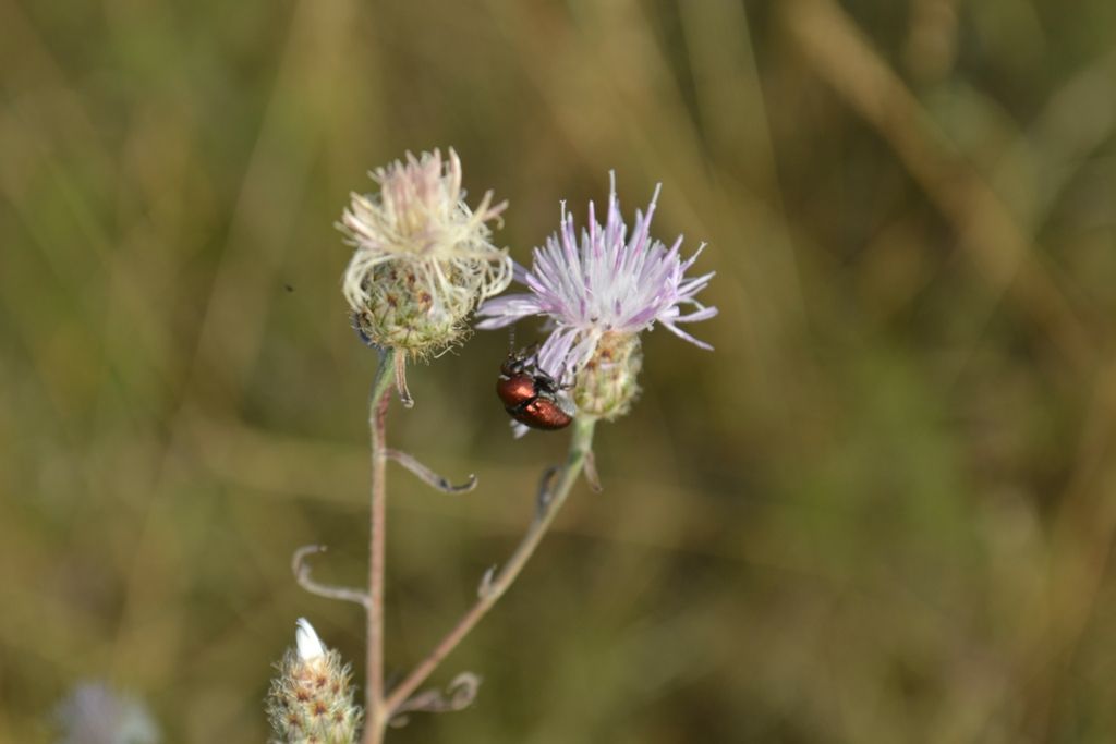 Cryptocephalus sp.